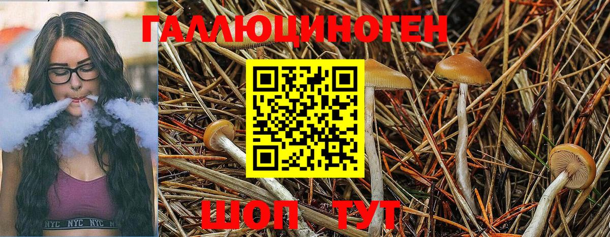 Галлюциногенные грибы Psilocybine cubensis Печора